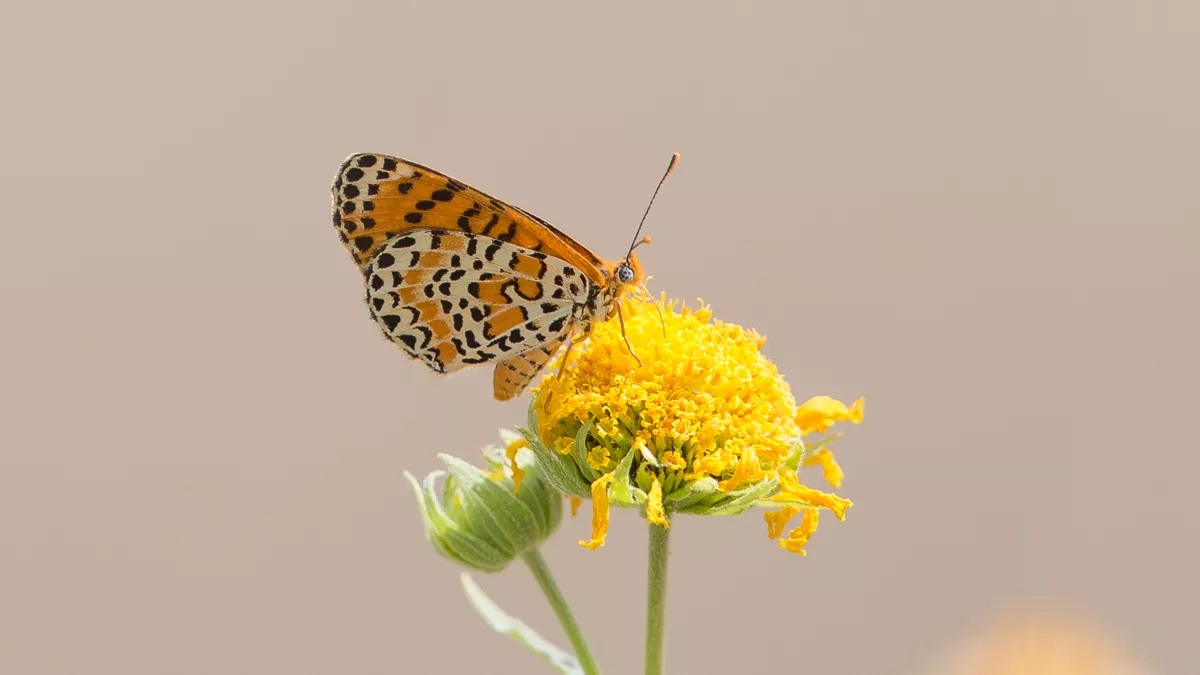 Oil and gas operations coexist with environmental management and biodiversity conservation