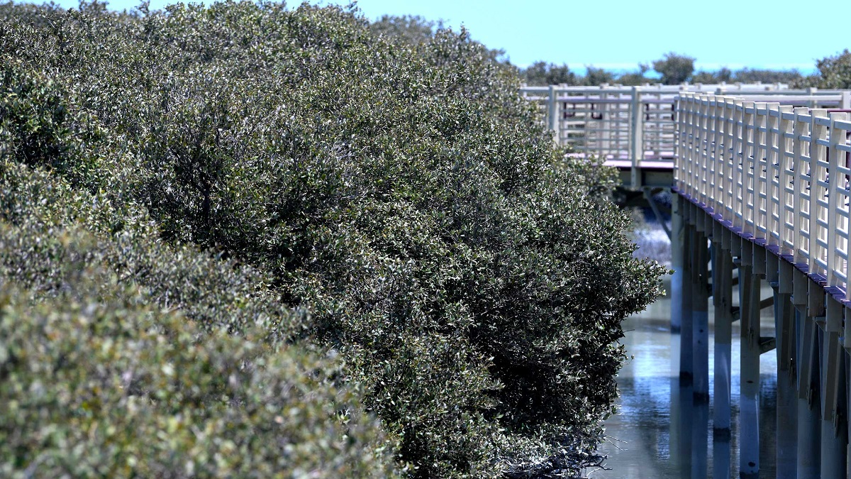 mangroves