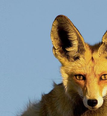 Developing a model to protect the biodiversity