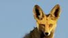 Developing a model to protect the biodiversity