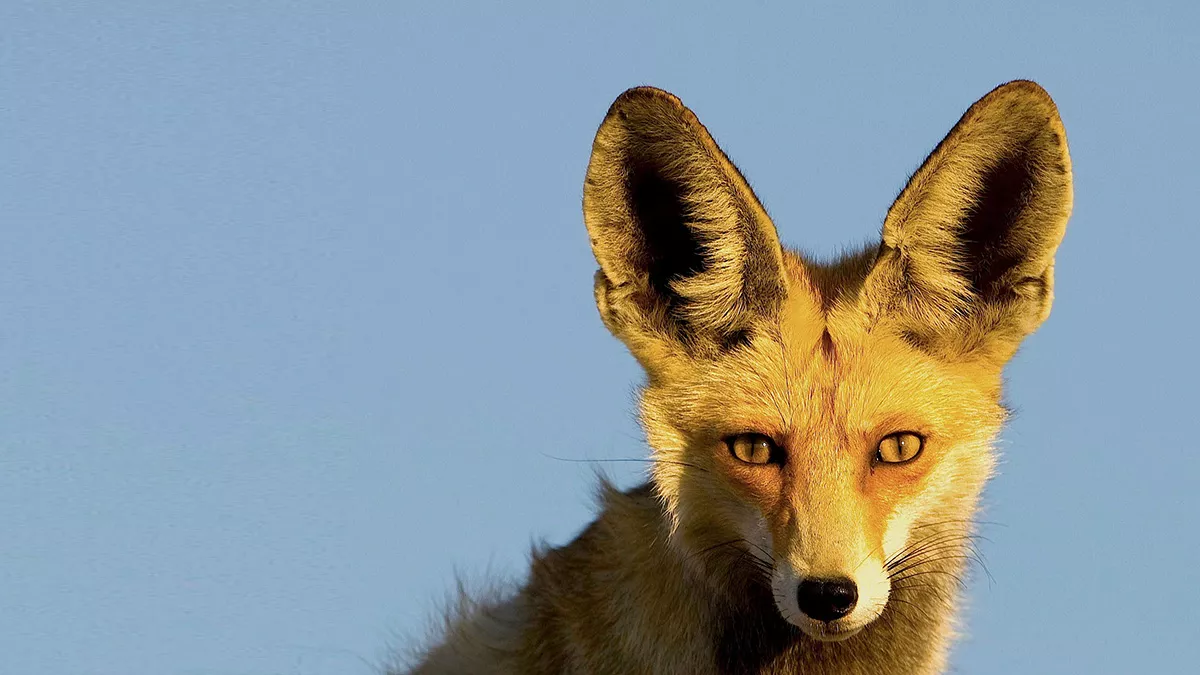 Developing a model to protect the biodiversity