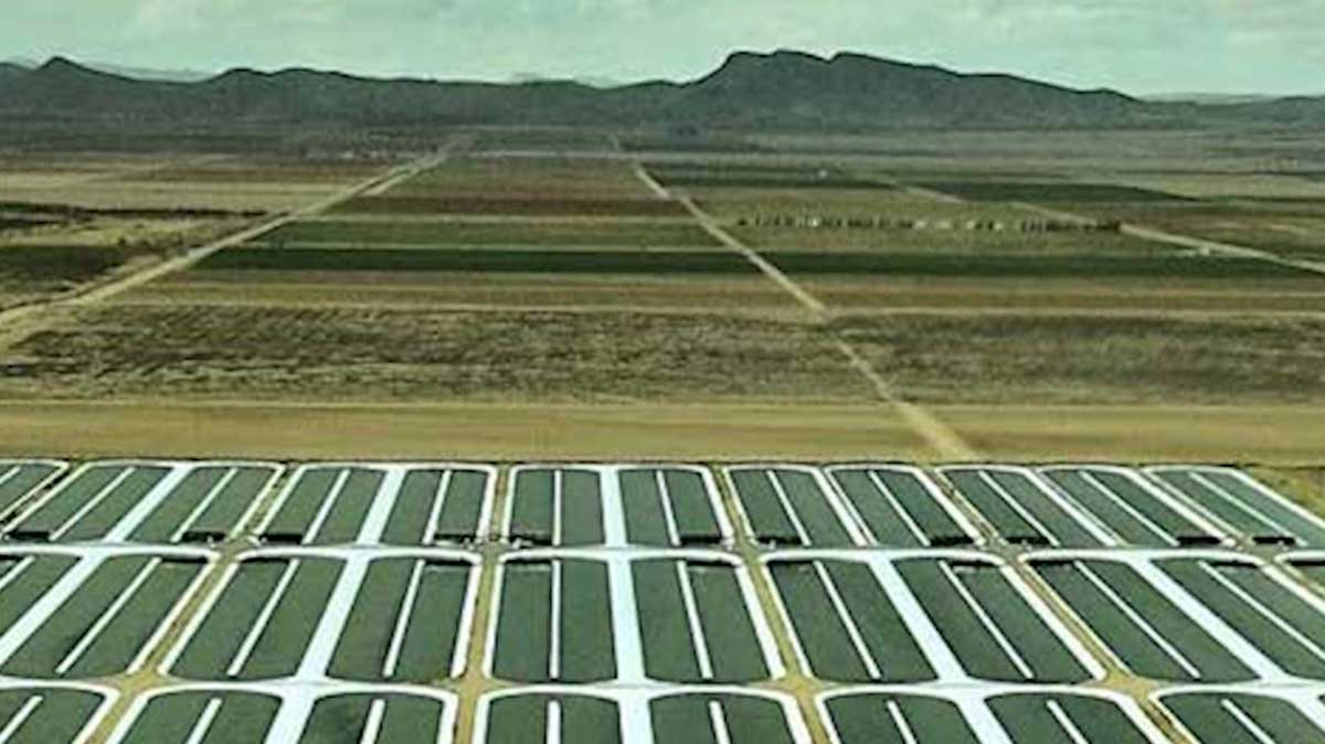 Microalgae as a fuel source