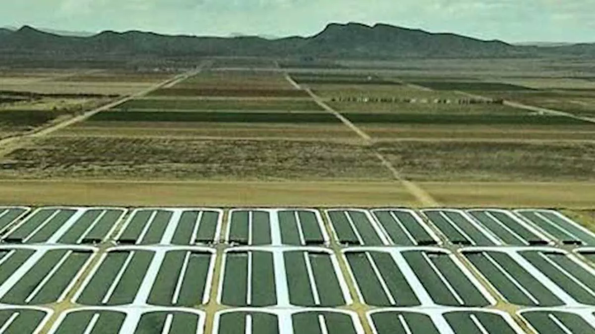 Microalgae as a fuel source