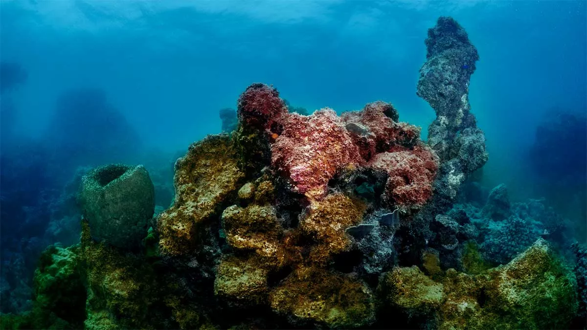 coral reefs in the Red Sea