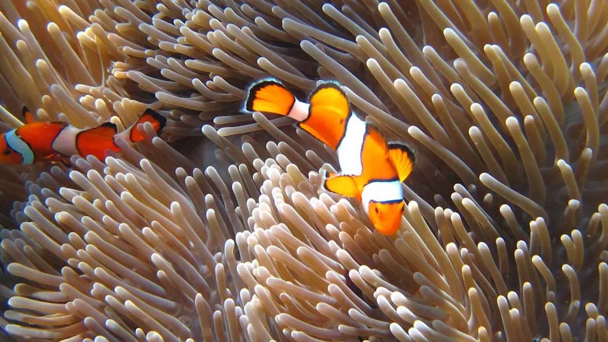 protecting our seas coral reef and marine life in the Red Sea