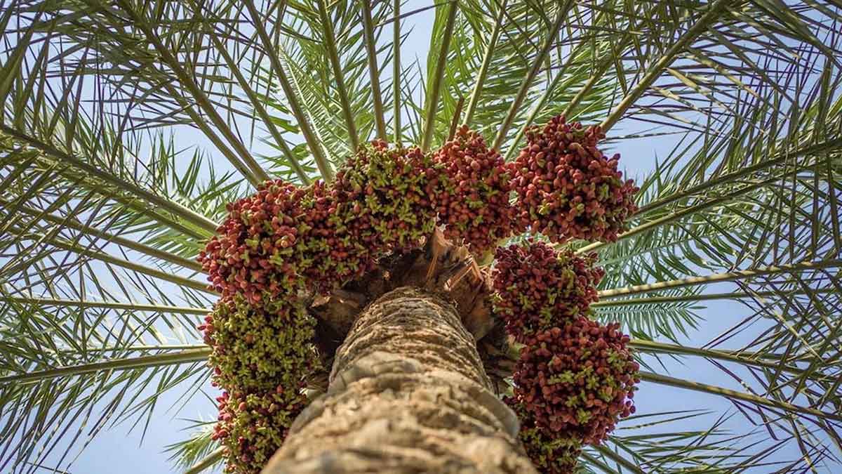 Date Palm Tree Elements magazine