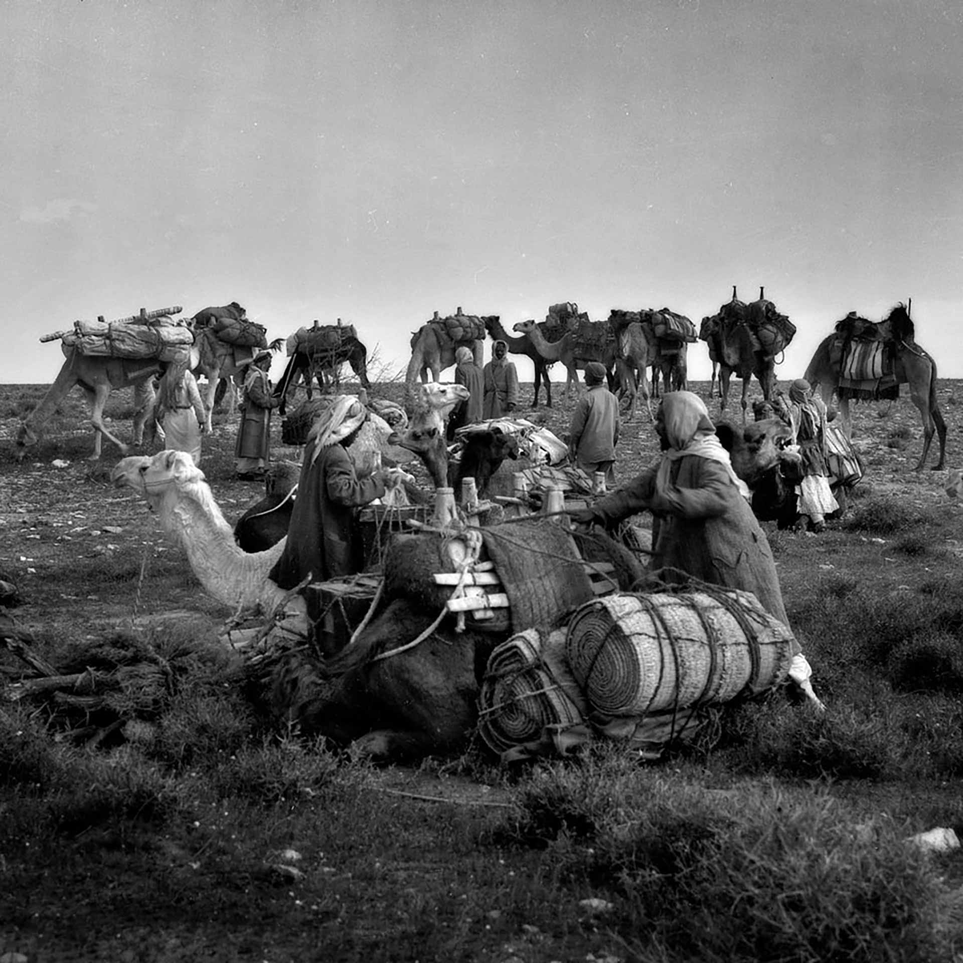 Camels at camp on exploration led by Bin Rimthan