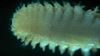 A new marine species in the Red Sea named after Aramco