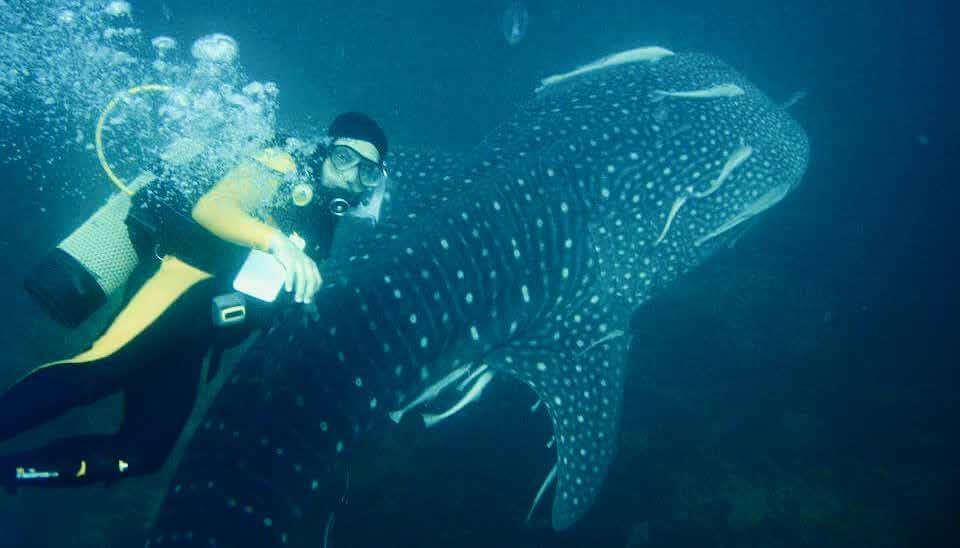 Aramco’s offshore facilities attract whale sharks, open doors to potential tourism venue