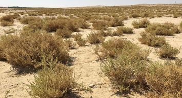 رحلةٌ إلى منطقة ثاج.. استكشاف أسرار الصحراء برفقة دليل خبير