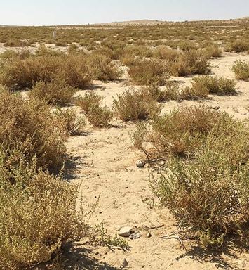 رحلةٌ إلى منطقة ثاج.. استكشاف أسرار الصحراء برفقة دليل خبير