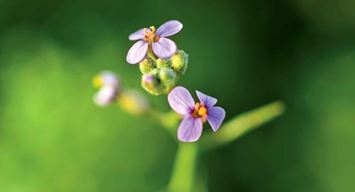 ملامح ساحرة للربيع في ربوع المملكة