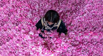 أرامكو السعودية تدشن مصنع الورد الطائفي "روزيار"