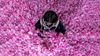 أرامكو السعودية تدشن مصنع الورد الطائفي "روزيار"