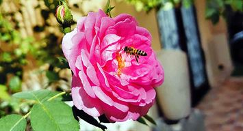 فيه شفاءٌ للناس