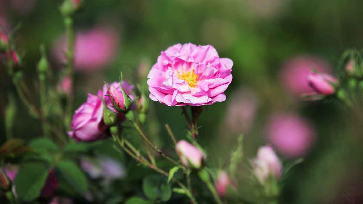 في حديقة الحجاز.. الورد الطائفي يفوح بالعبير
