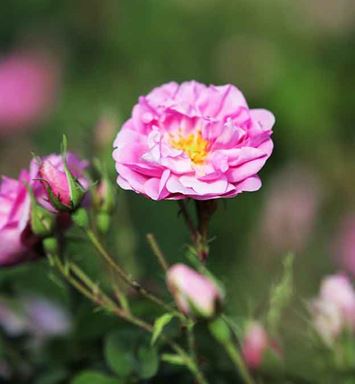 في حديقة الحجاز.. الورد الطائفي يفوح بالعبير