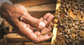 إطلاق مبادرة دعم صناعة العسل وتطوير منتجاته بالمدينة المنورة