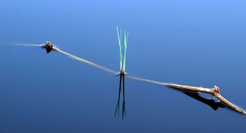 جسرٌ على الماءِ أم غصنٌ من الشجرِ