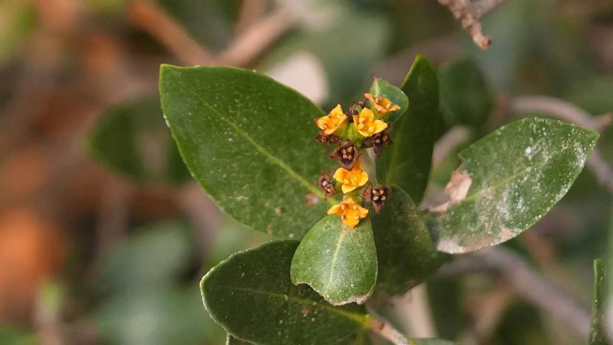 flower
