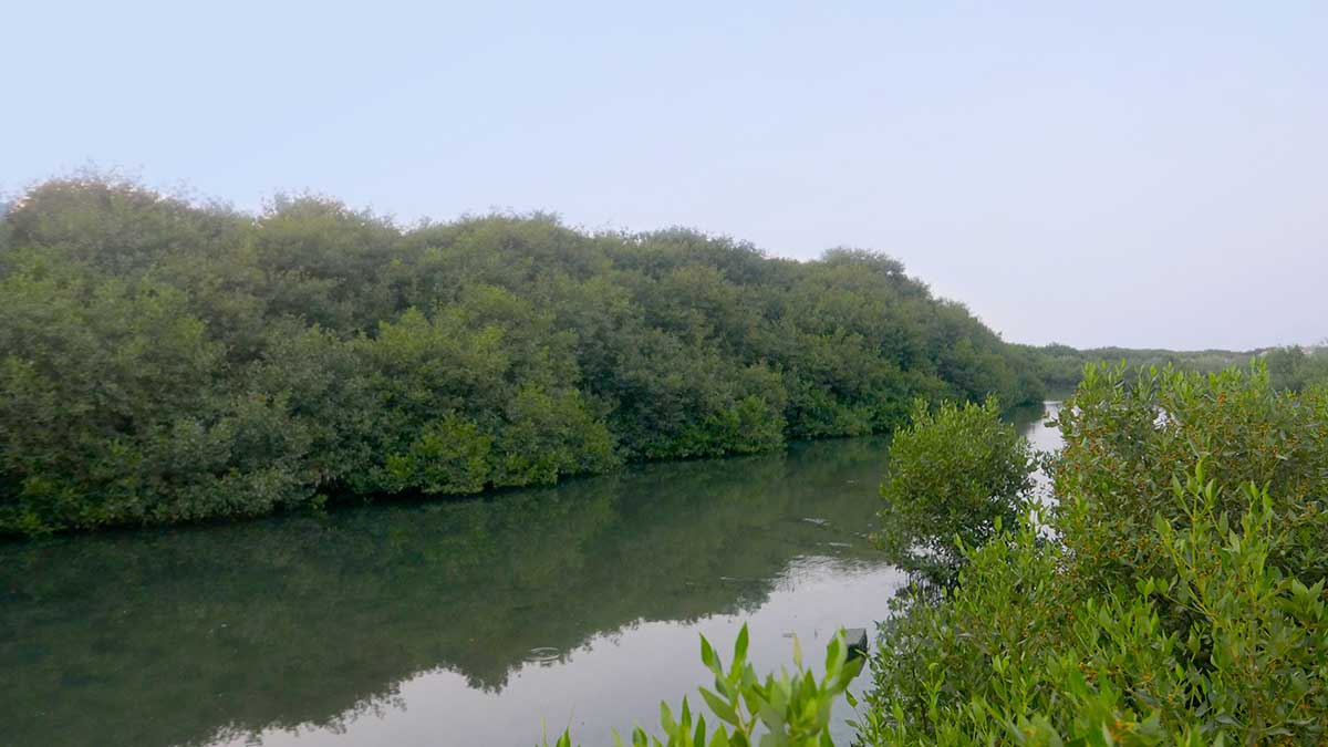 forests