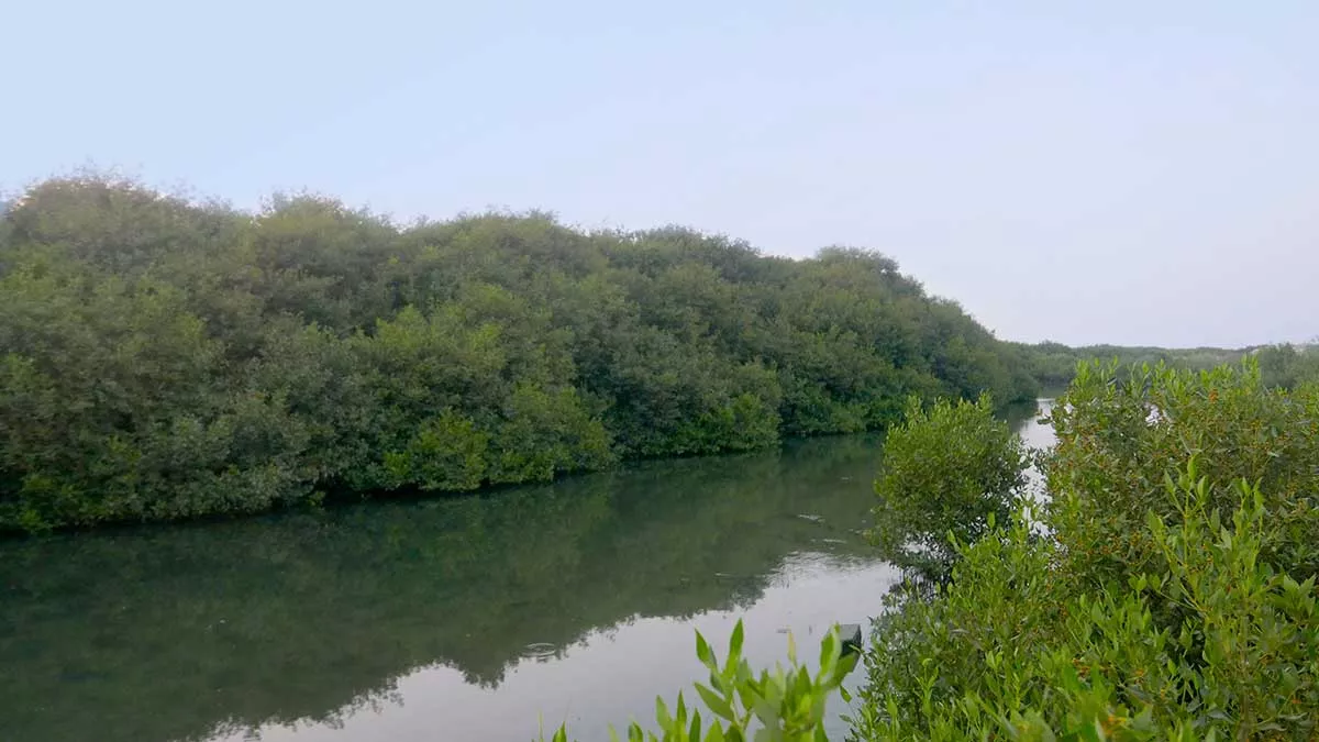 forests