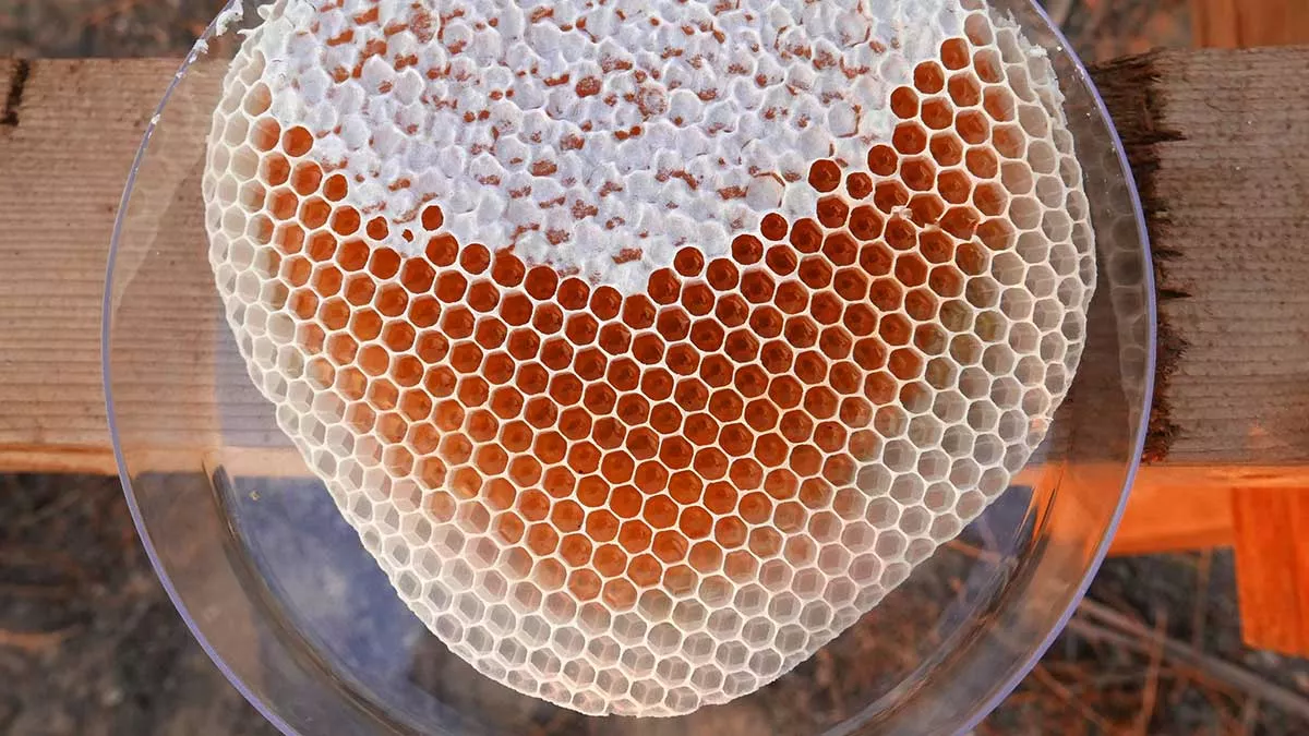 honey