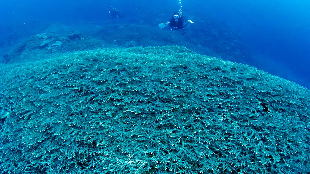 Okinawa coral reef in Japan