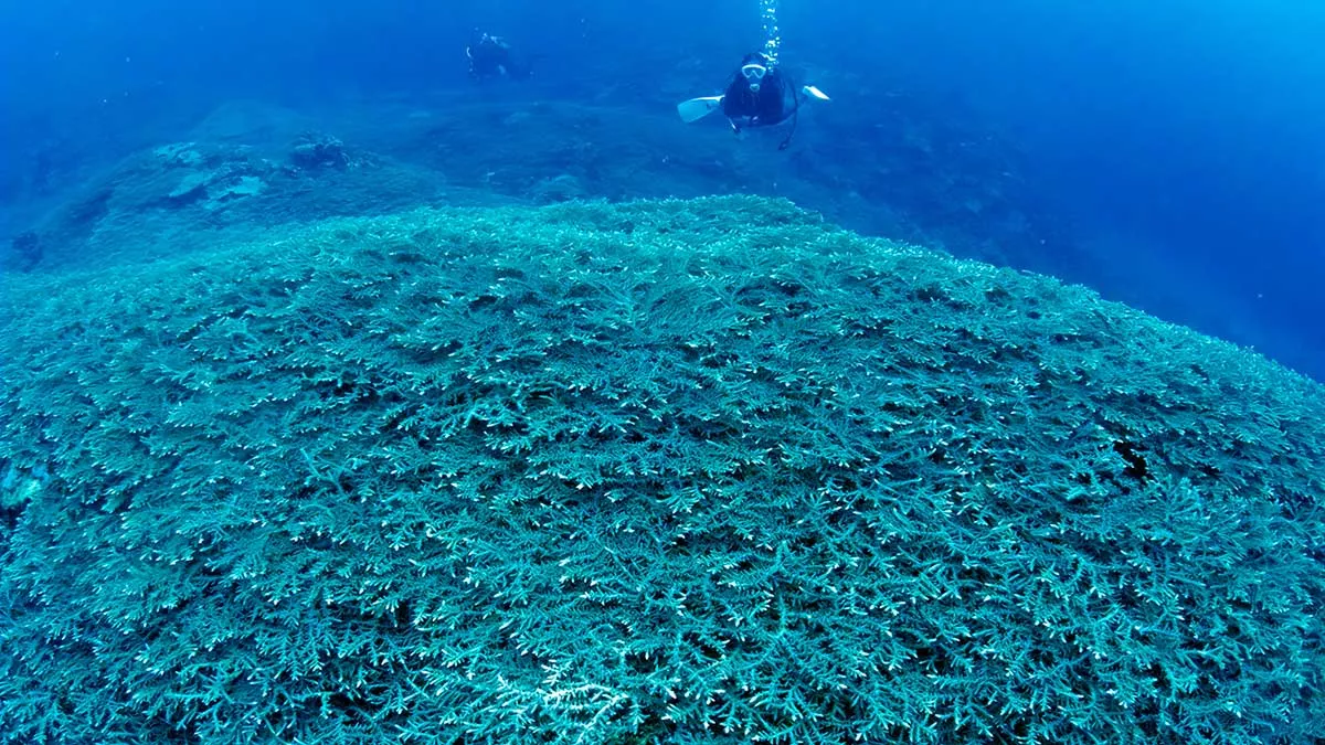 Okinawa coral reef in Japan