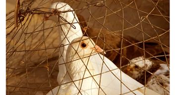 من لي بحُريّتي!