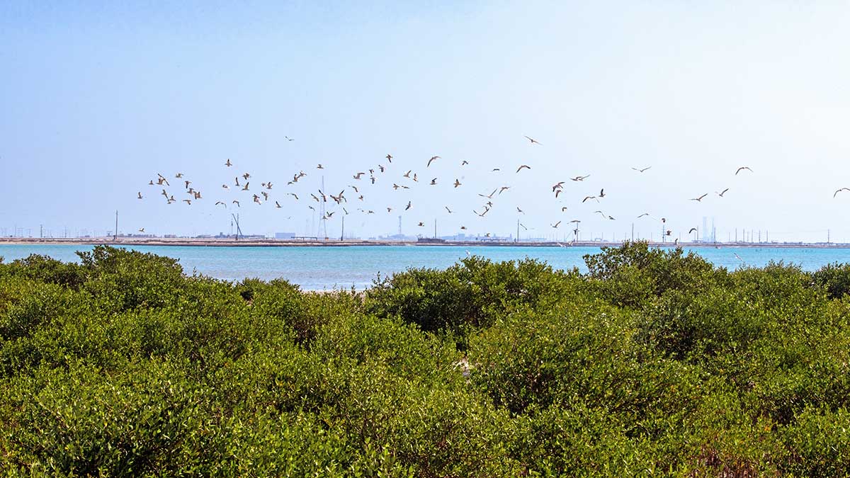 Abu Ali mangrove