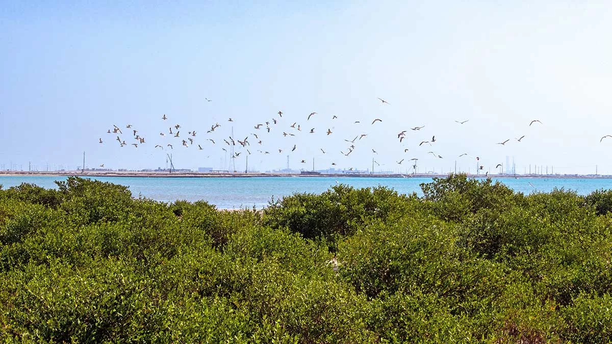 Abu Ali mangrove