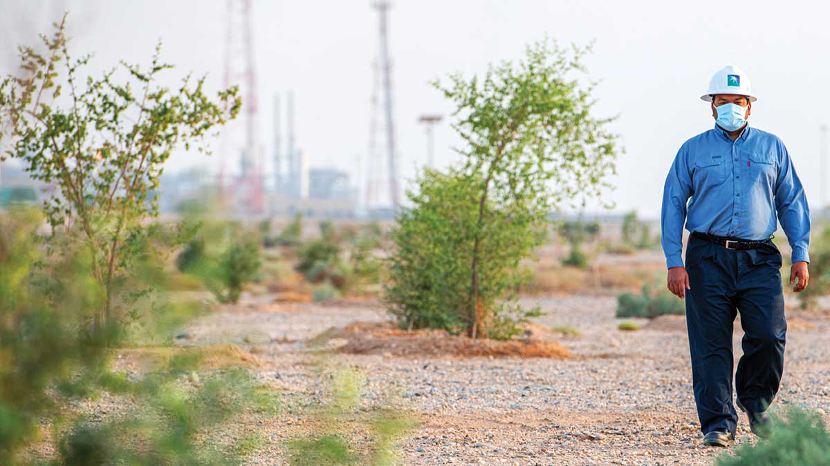 Haradh trees