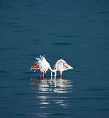 ضوء وحرف: وردةٌ تتفتحُ في الماء