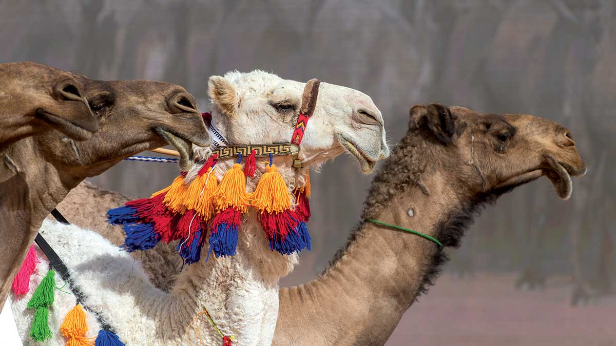Camels