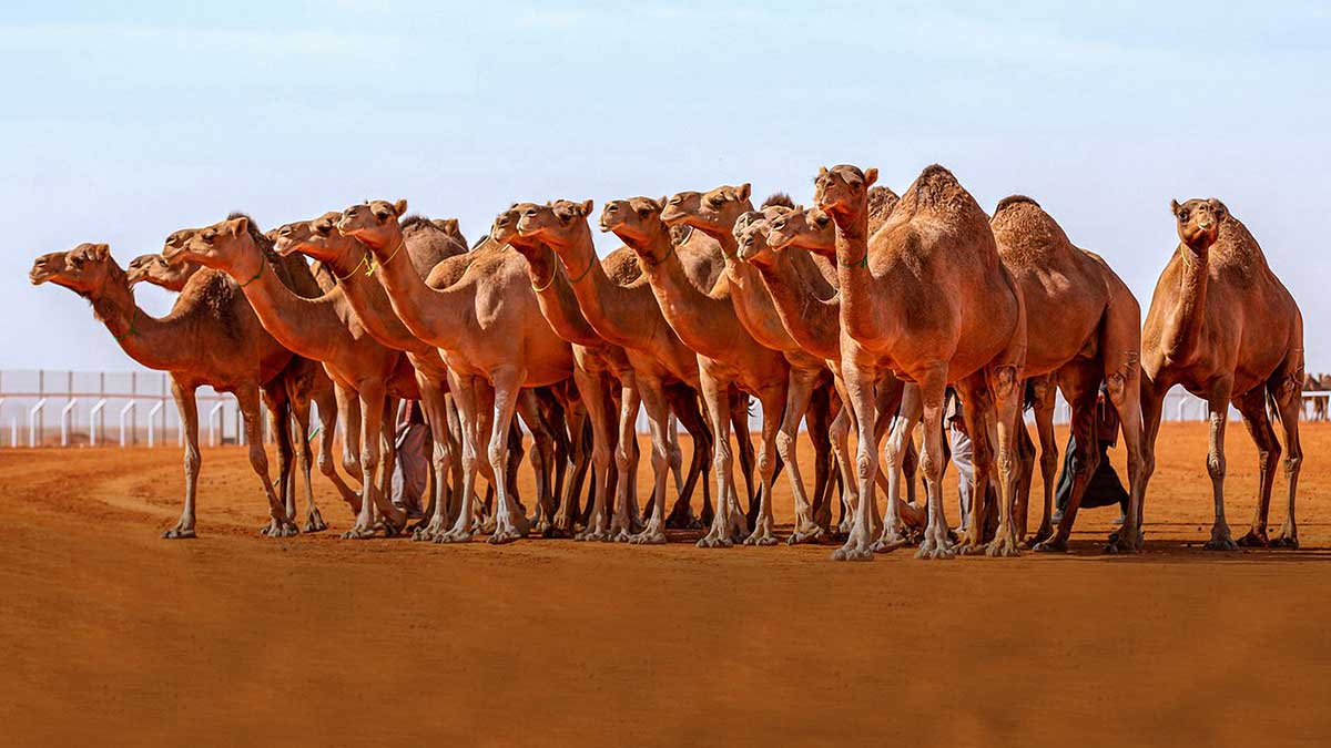 Camels