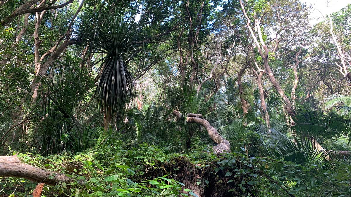 Jozani Forest