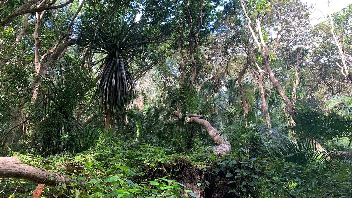 Jozani Forest