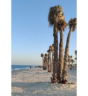 الباسقات