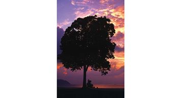 حتى يشيبَ الغراب!