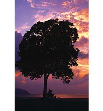 حتى يشيبَ الغراب!