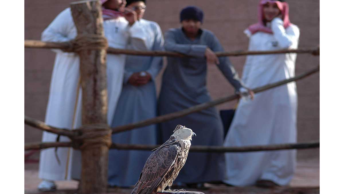 Falcon