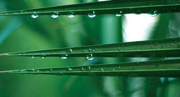 ضوء وحرف: الحُسن حين لا يُطاق