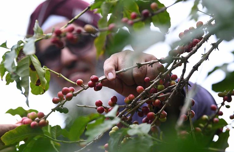 Aramco supports Saudi farmers in the ‘Year of Saudi Coffee’