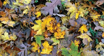 ضوء وحرف: بهجة الخريف