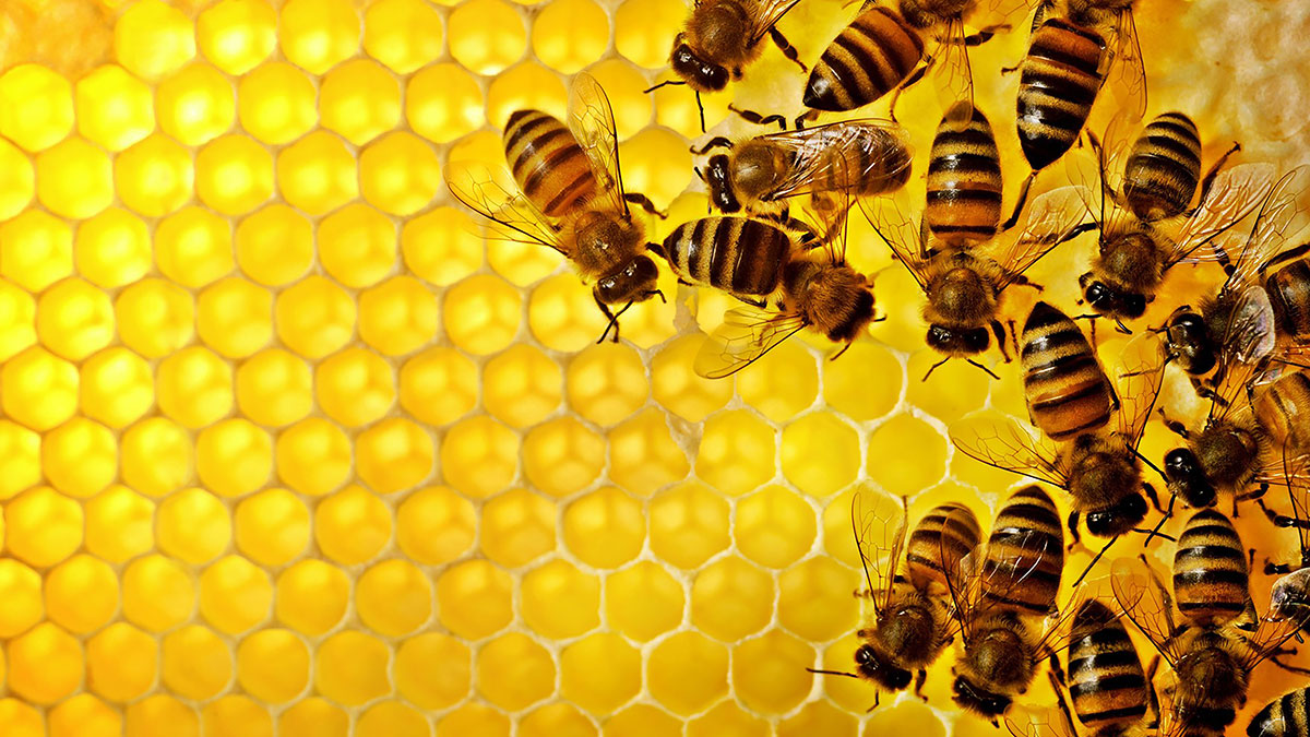 bee bees honey 