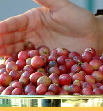 فيديو: مركز تطوير البُن السعودي