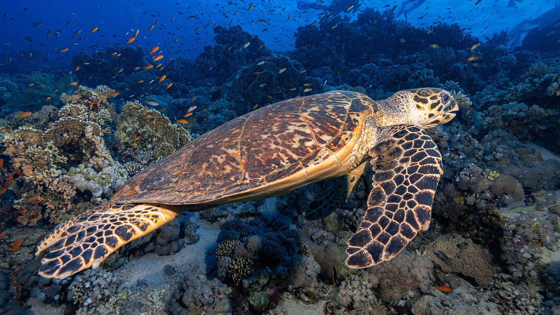 sea tutle by Saad