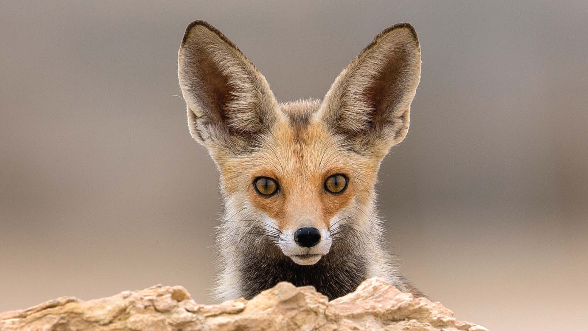 Fox