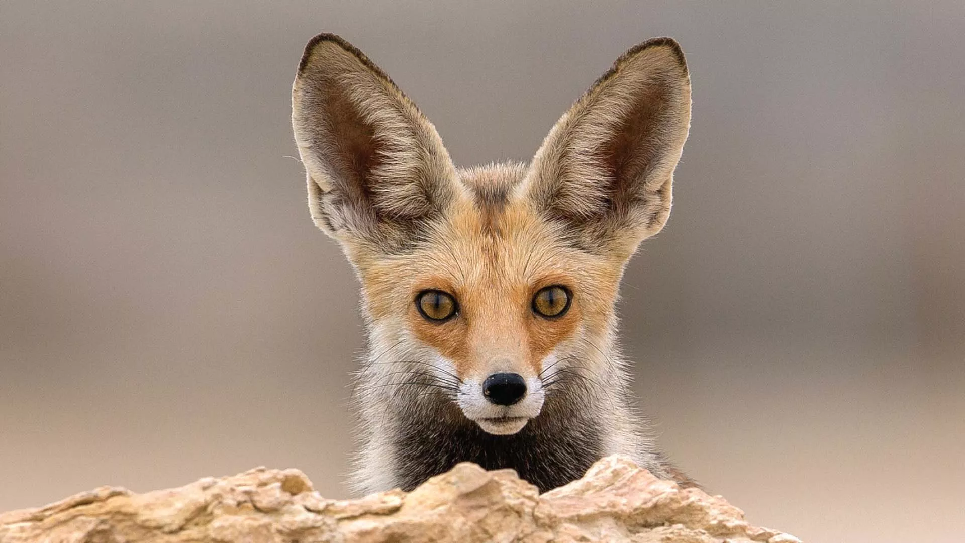 Fox